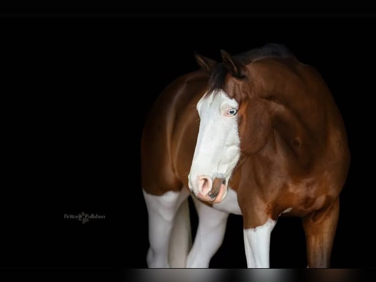 Holstein Gelding 9 years 16,2 hh Tobiano-all-colors in Wavre