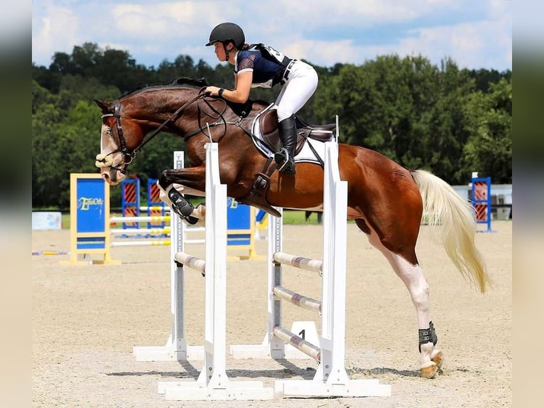 Holstein Gelding 9 years 16,2 hh Tobiano-all-colors in Starnberg