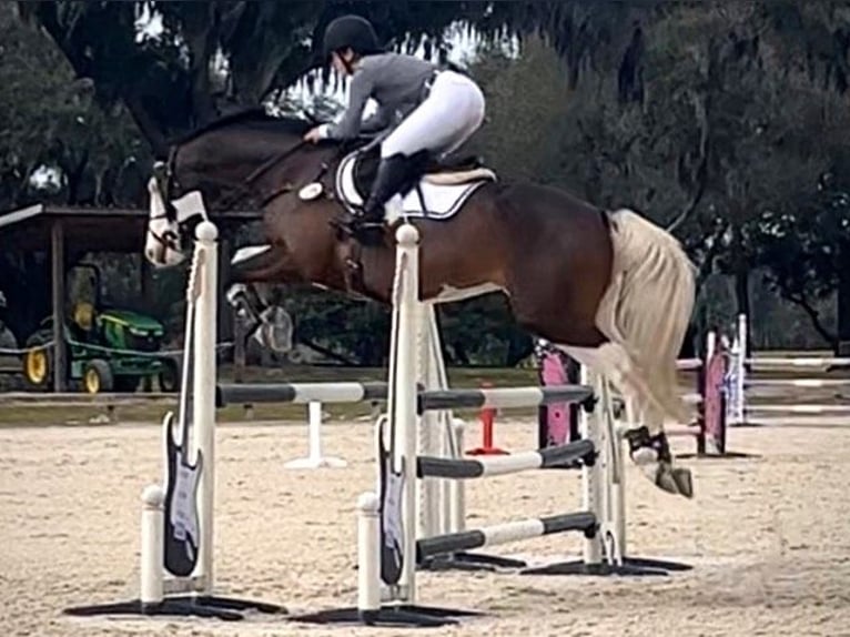 Holstein Gelding 9 years 16,2 hh Tobiano-all-colors in Starnberg