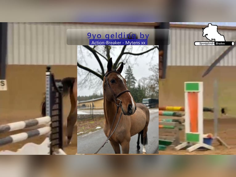 Holstein Gelding 9 years 16,3 hh Brown in Gadow