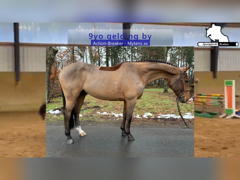 Holstein Gelding 9 years 16,3 hh Brown in Gadow