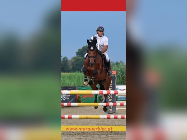Holstein Gelding 9 years 16,3 hh Brown in Feldbach