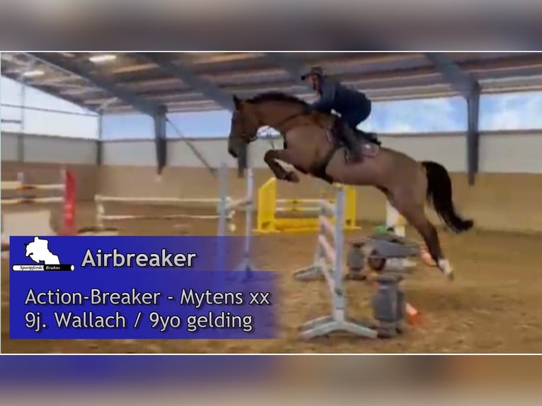 Holstein Gelding 9 years 16,3 hh Brown in Gadow