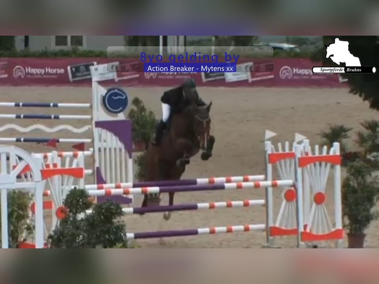 Holstein Gelding 9 years 16,3 hh Brown in Gadow