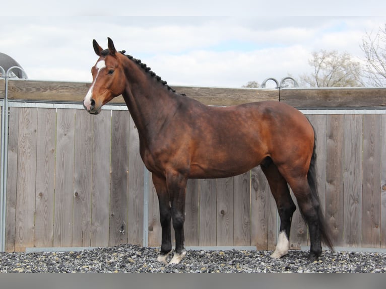 Holstein Gelding 9 years 16,3 hh Brown in Königsbach-Stein