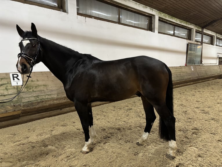 Holstein Gelding 9 years 17,1 hh Brown in Neufahrn bei Freising