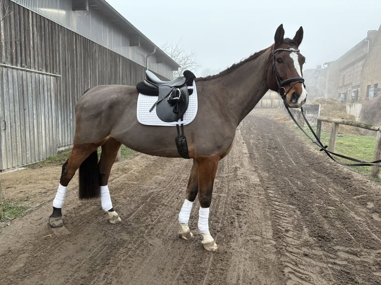 Holstein Gelding 9 years 17,2 hh Brown in Ketzin