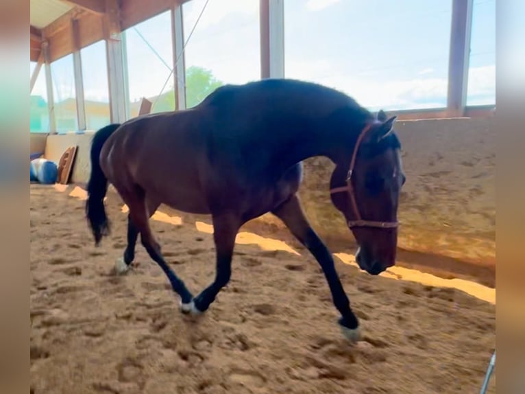 Holstein Gelding 9 years 17.2 hh Brown in Irschenberg