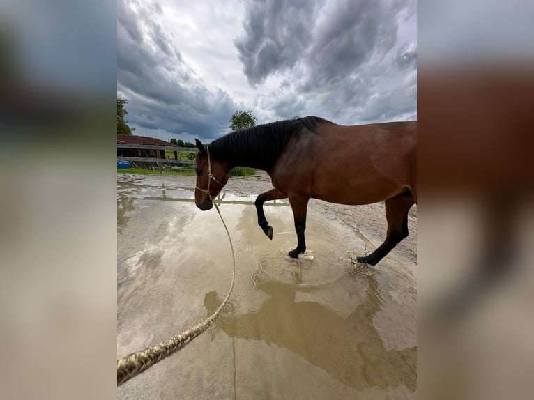 Holstein Gelding 9 years 17.2 hh Brown in Irschenberg