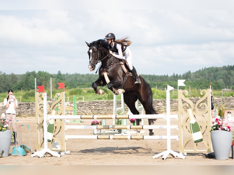 Holstein Gelding 9 years 17 hh Bay-Dark in Rakvere