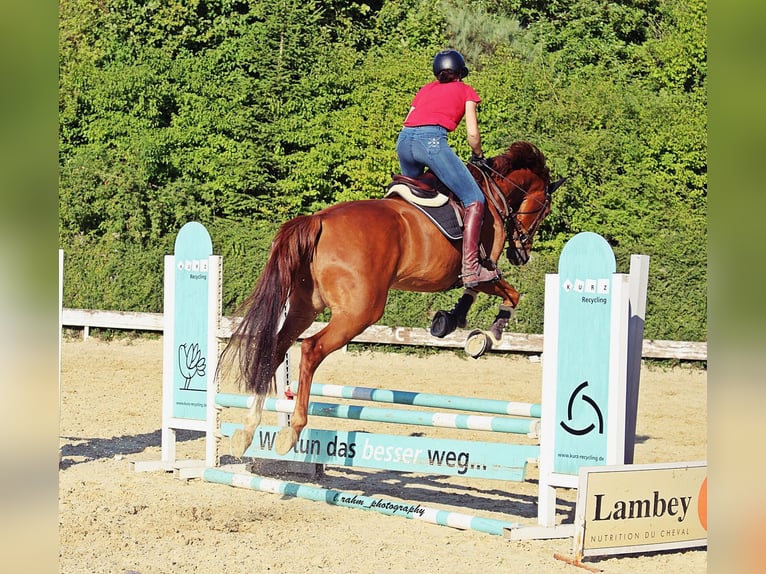 Holstein Gelding 9 years 17 hh Chestnut-Red in Ahlen