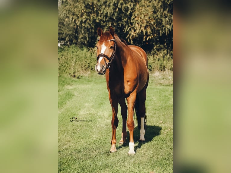 Holstein Gelding 9 years 17 hh Chestnut-Red in Ahlen