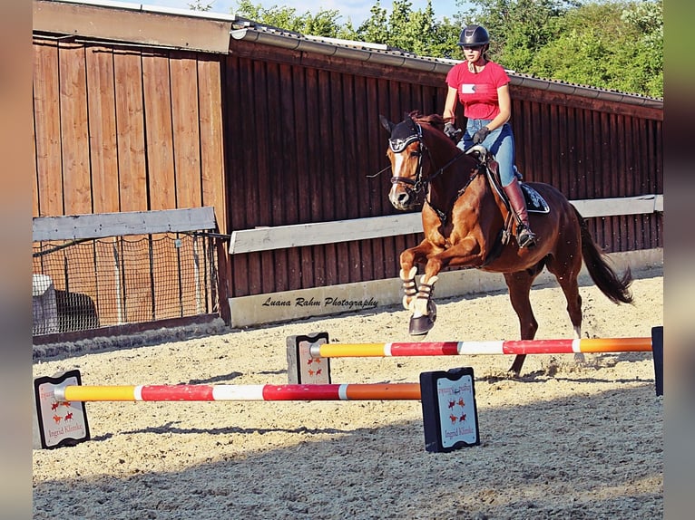 Holstein Gelding 9 years 17 hh Chestnut-Red in Ahlen