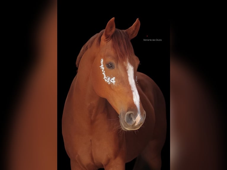 Holstein Gelding 9 years 17 hh Chestnut-Red in Ahlen