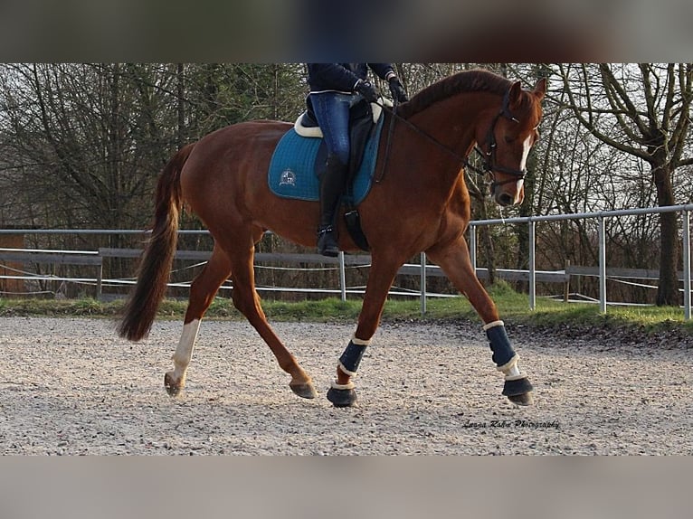 Holstein Gelding 9 years 17 hh Chestnut-Red in Ahlen