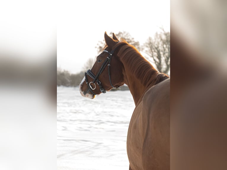 Holstein Gelding 9 years 17 hh Chestnut-Red in Wedel