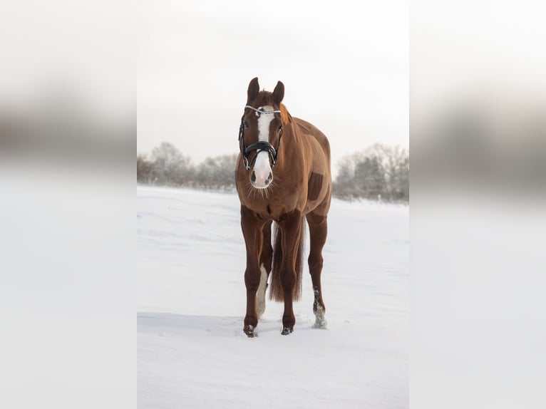 Holstein Gelding 9 years 17 hh Chestnut-Red in Wedel