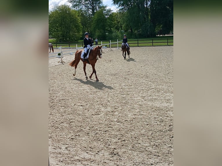 Holstein Gelding 9 years 17 hh Chestnut-Red in Wedel