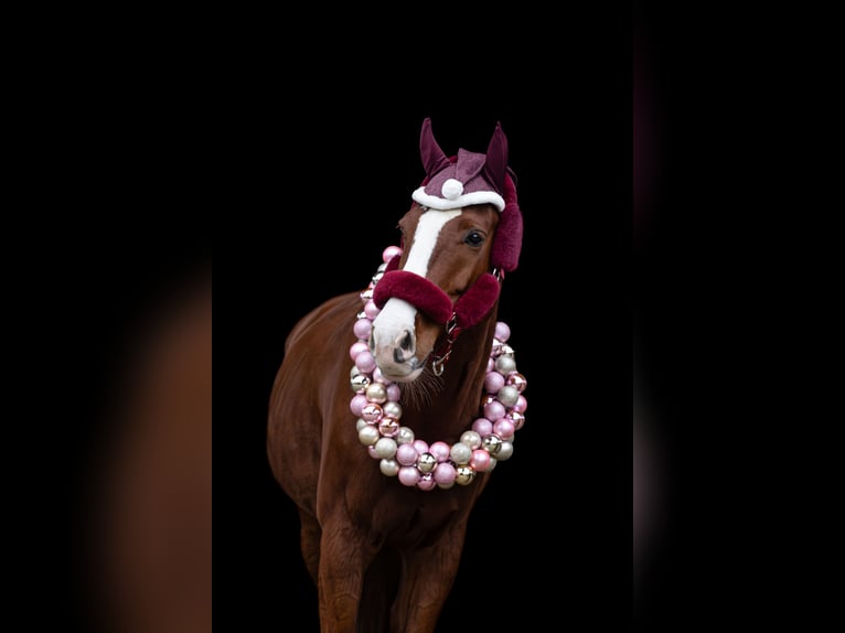 Holstein Gelding 9 years 17 hh Chestnut-Red in Wedel