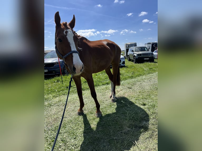 Holstein Gelding 9 years 17 hh Chestnut-Red in Wedel
