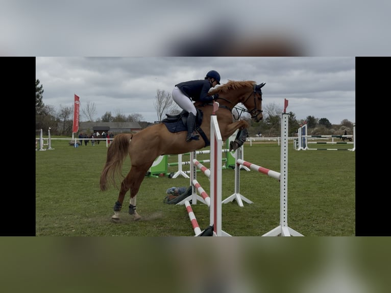 Holstein Gelding 9 years 17 hh Chestnut-Red in Hohn