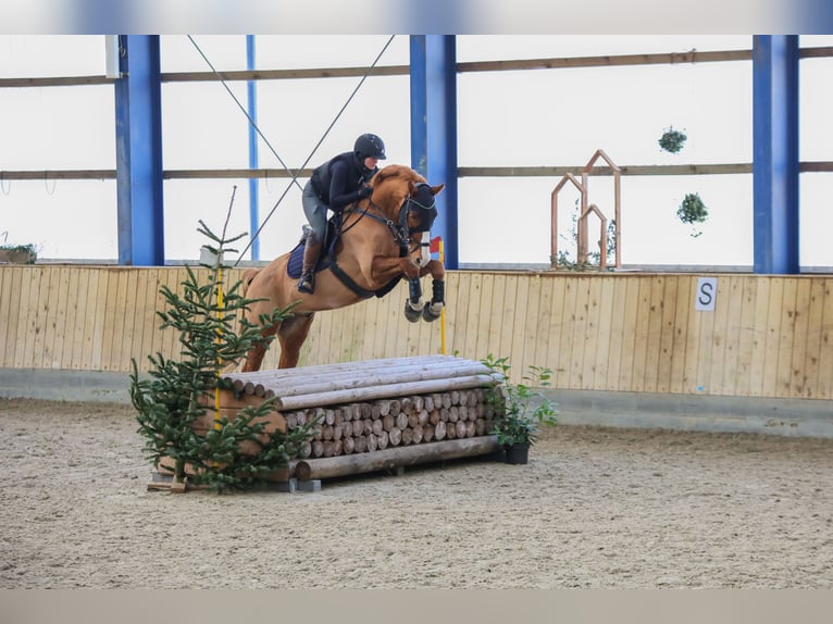 Holstein Gelding 9 years 17 hh Chestnut-Red in Hohn