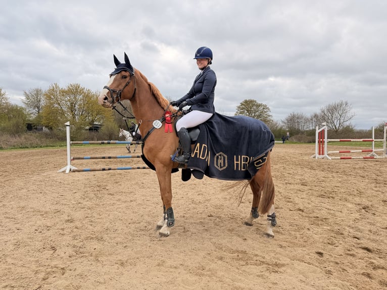 Holstein Gelding 9 years 17 hh Chestnut-Red in Hohn