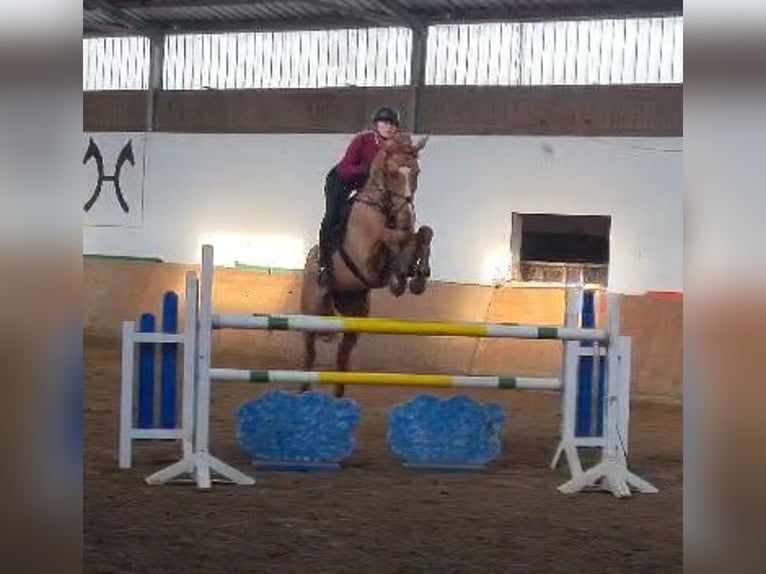 Holstein Gelding 9 years 17 hh Chestnut-Red in Rheinbach