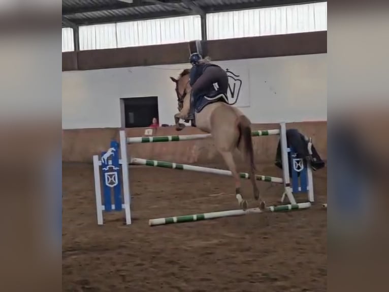 Holstein Gelding 9 years 17 hh Chestnut-Red in Rheinbach