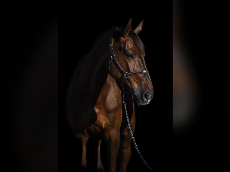 Holstein Gelding 9 years 17 hh Chestnut in Insel Poel