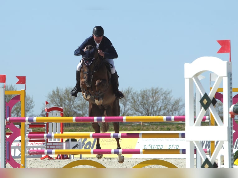 Holstein Gelding 9 years 17 hh Chestnut in Insel Poel