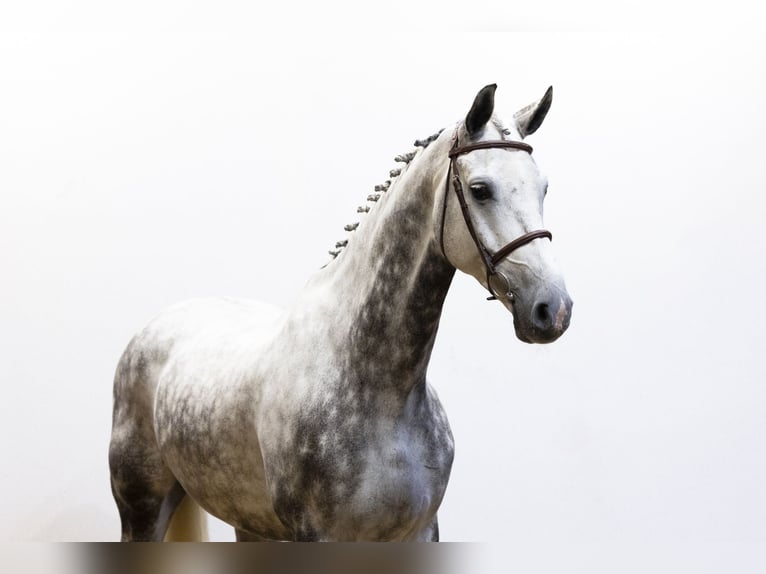 Holstein Gelding 9 years 17 hh Gray in Waddinxveen