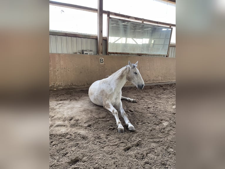 Holstein Gelding 9 years 17 hh Grey-Dapple in H&#xFC;nfelden Kirberg