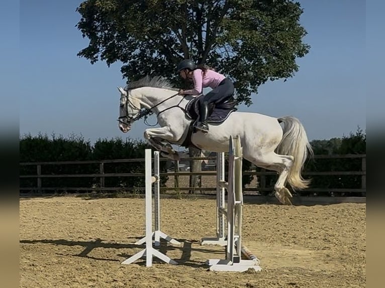 Holstein Gelding 9 years 17 hh Grey in Bönen
