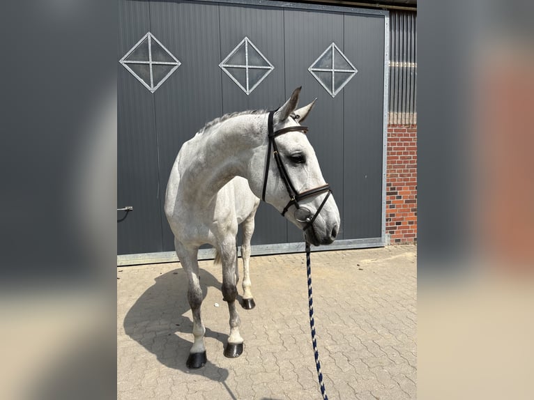 Holstein Gelding 9 years 17 hh Grey in Velen