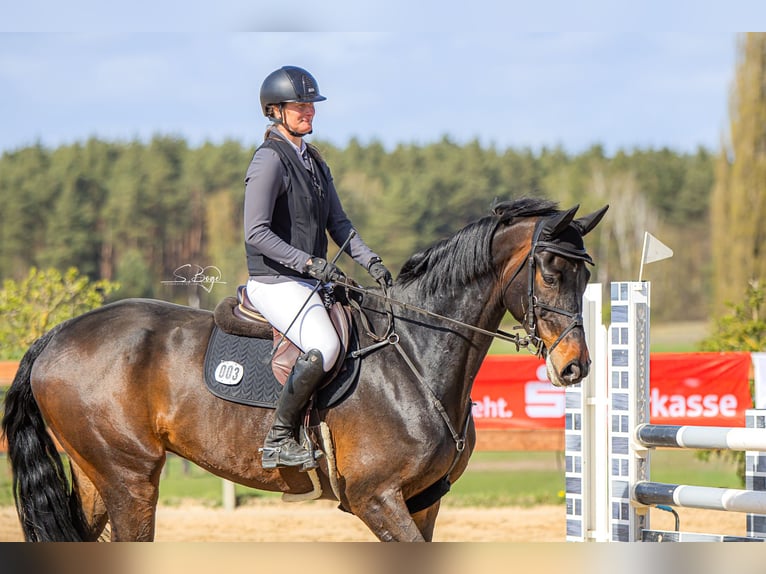 Holstein Gelding 9 years 17 hh Smoky-Black in Hohen Wangelin OT Cramon