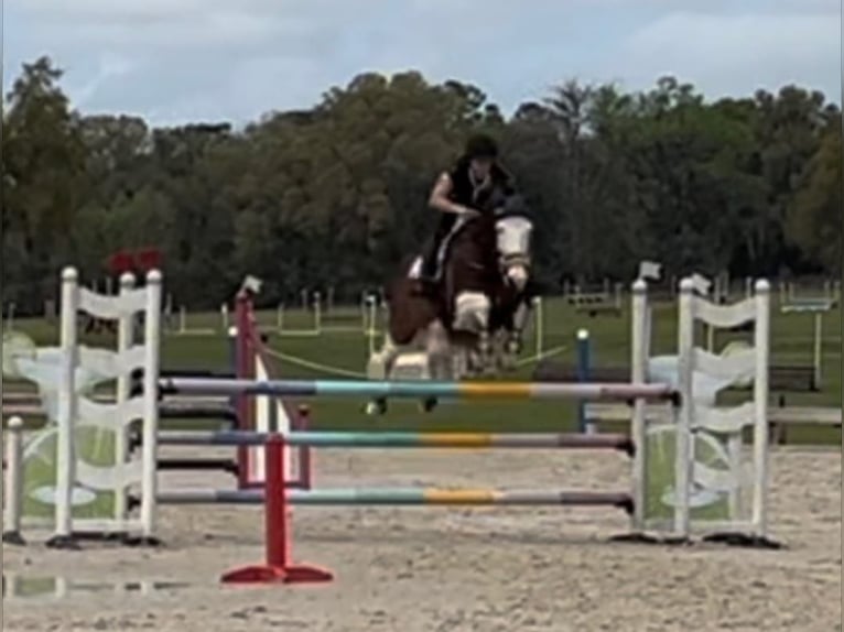 Holstein Gelding 9 years 17 hh Tobiano-all-colors in Almere