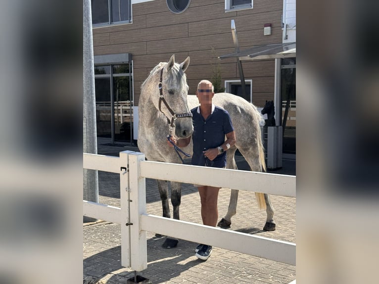 Holstein Gelding 9 years 17,1 hh Grey-Fleabitten in Gundelfingen an der Donau