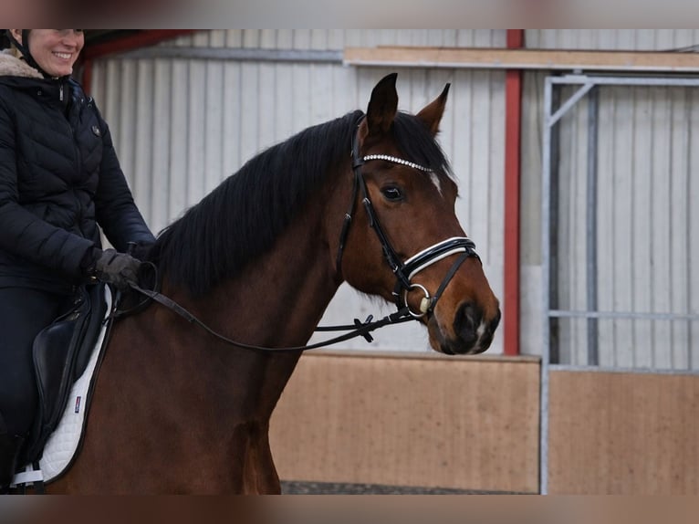 Holstein Gelding 9 years 17,2 hh Bay-Dark in Hohenfelde
