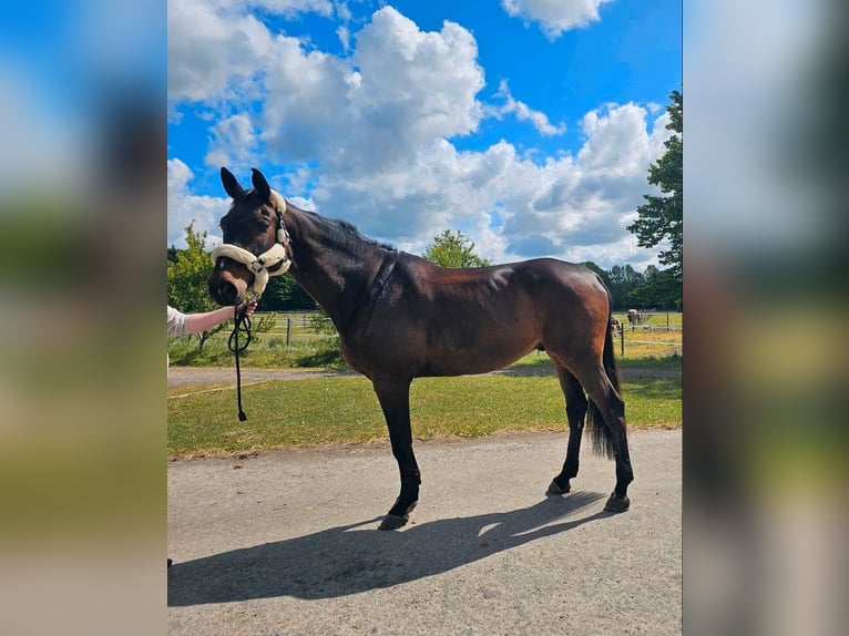 Holstein Gelding 9 years 17,2 hh Bay-Dark in Ahrensburg