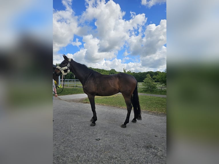Holstein Gelding 9 years 17,2 hh Bay-Dark in Ahrensburg