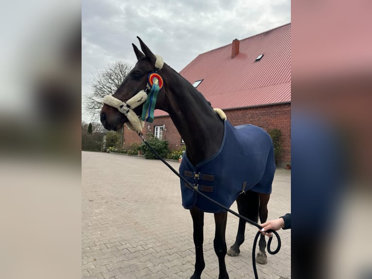 Holstein Gelding 9 years 17,2 hh Bay-Dark in Ahrensburg