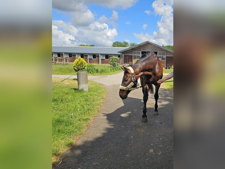 Holstein Gelding 9 years 17,2 hh Bay-Dark in Ahrensburg