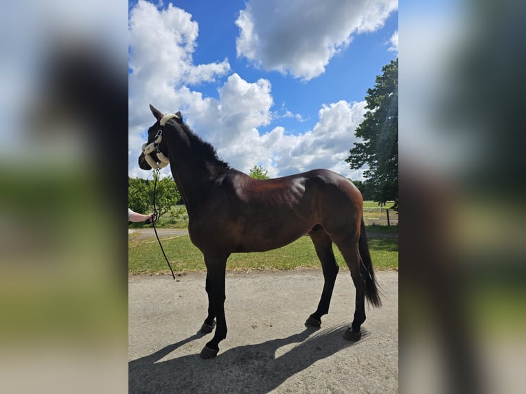 Holstein Gelding 9 years 17,2 hh Bay-Dark in Ahrensburg
