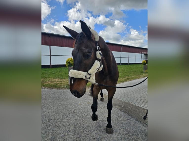 Holstein Gelding 9 years 17,2 hh Bay-Dark in Ahrensburg