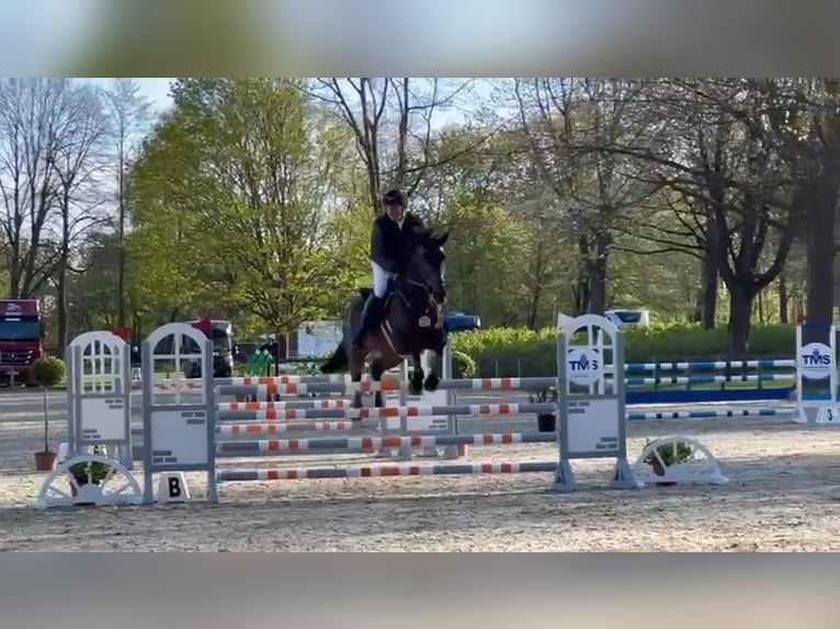 Holstein Gelding 9 years 17,2 hh Bay-Dark in Ahrensburg