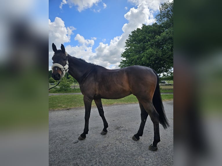 Holstein Gelding 9 years 17,2 hh Bay-Dark in Ahrensburg