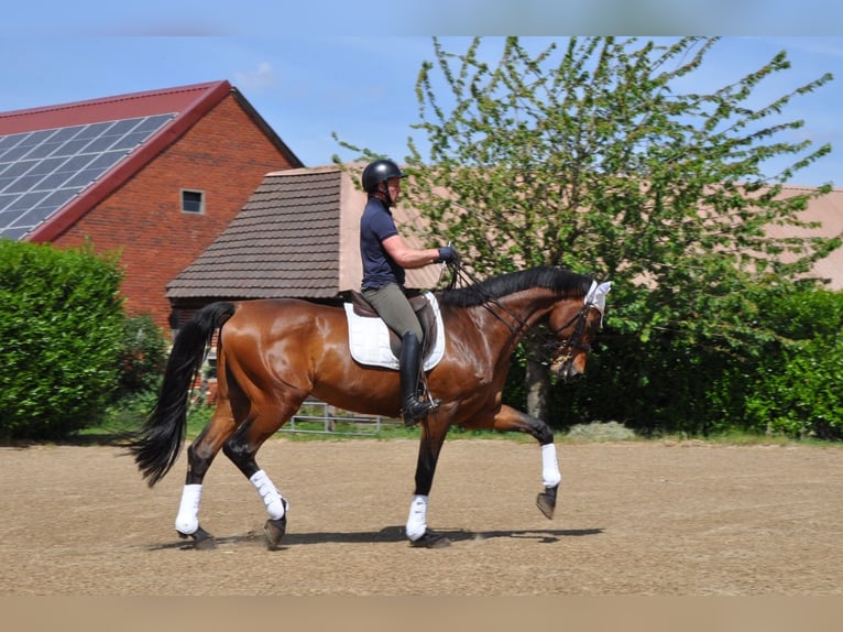Holstein Gelding 9 years 17,2 hh Brown in Alfhausen