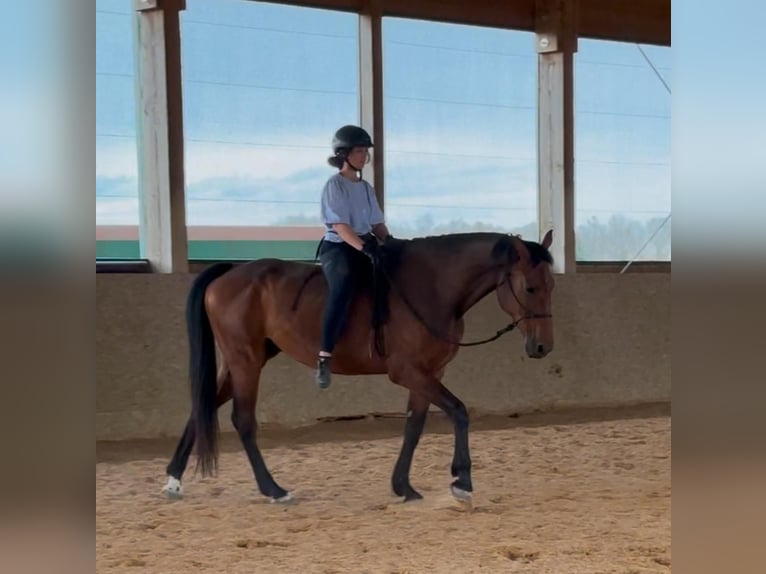 Holstein Gelding 9 years 17,2 hh Brown in Irschenberg