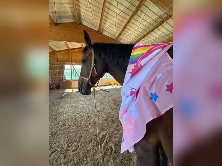 Holstein Gelding 9 years 17,2 hh Brown in Irschenberg